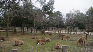 奈良を代表する観光地(東大寺)