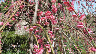 2月下旬はちょうど見頃でした。