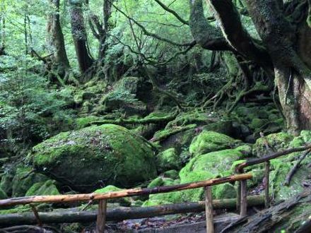 民宿 あらき 屋久島 の宿泊予約なら フォートラベル の格安料金比較 屋久島