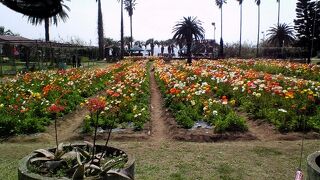 春を先取りできる