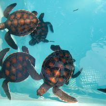 ウミガメが飼育されています