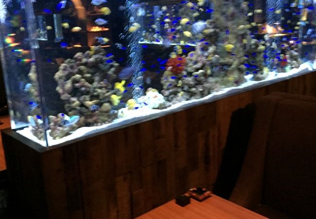 & イタリアン ライム 心斎橋 アクアリウム 魚