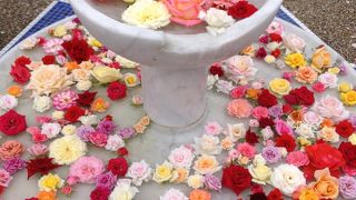 世界のバラを見るならここ