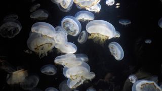 癒されスポット「クラネタリウム」