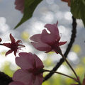 河津桜は毎年いいです
