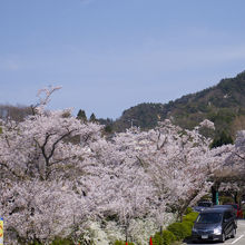駐車場の桜です。