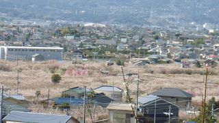 偕楽園を上回る梅の数