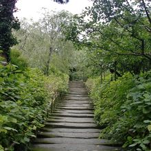 この階段の両脇に紫陽花が咲くんですよね！！