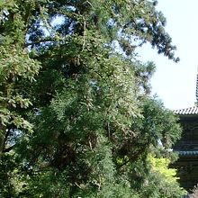 本堂裏の三重塔