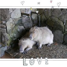 打たせ湯中のカピバラさん