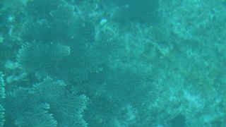 種類豊富なサンゴ礁と熱帯魚