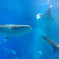 日本有数の水族館！