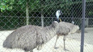 縁結びのエミュー