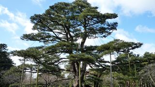 威風堂々とした松