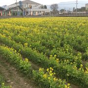 道の駅原鶴バサロ  朝倉