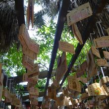 熱帯雨林と絵馬♪