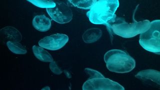 ラッコのフィーデングタイムが想像以上に楽しい。