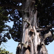 江戸末期の記録にも残る大木がある寺