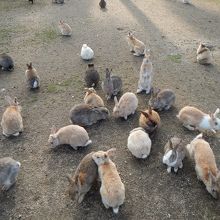 うさぎさんは冬眠しません 冬でも会えます 想定700羽以上 島のてっぺんの展望台 鉄塔のところにも うさぎさんはいます By かめ 大久野島 うさぎ 島 のクチコミ フォートラベル