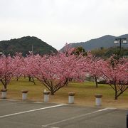 萩しーまーと横の親水公園で花盛りの河津桜を見ました。