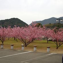 駐車場から見た親水公園の様子。