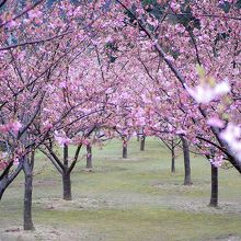 アーチ状に植えられた河津桜です。