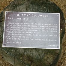 河津桜の説明看板です。