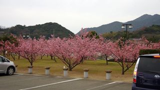 萩しーまーと横の親水公園で花盛りの河津桜を見ました。