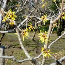 黄色い万作の花