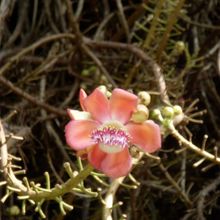 ホウガンの木。お花が咲いていました。