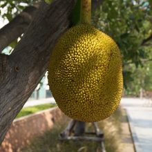 スクウェアの近くに生えてます。