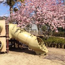 とても綺麗な梅の花が咲いてました