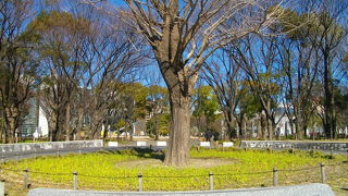 大きな木が沢山あります