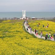 青海湖現地ツアーで行きました