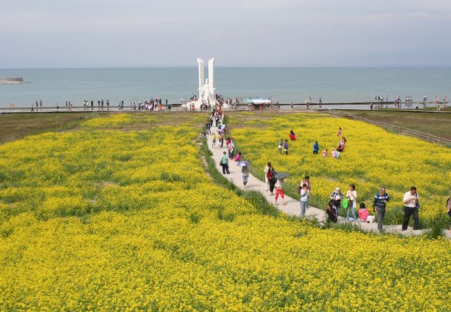 青海湖現地ツアーで行きました