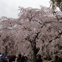 素晴らしい。溜め息が出てしまいます。
