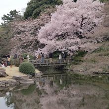 池に映る桜が何ともまたいいですね。