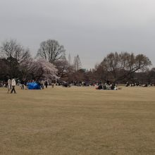 皆花見をしているか、思い思いの時を過ごしていらっしゃいます。