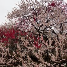 いろいろな種類があってとても楽しめます。