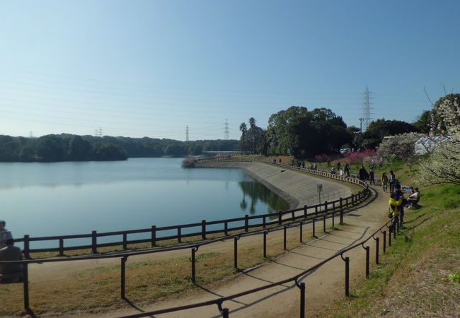 工業用水の水源池　梅まつりの時期は混みます