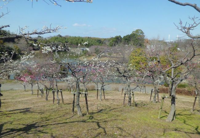 桜が有名ですが梅もきれいです