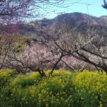 菜の花と梅