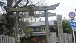 白山神社のイチョウ