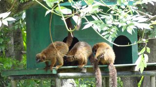 チンパザザ動植物公園