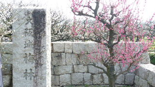 １０００本以上の梅が綺麗に咲いています