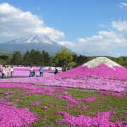 富士山と芝桜の絨毯のコラボは最高です