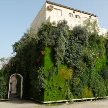 ムハラクの町にもあったパトリック・ブランの垂直庭園。