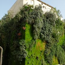 垂直の壁面に根付いた２００種以上の植物群。