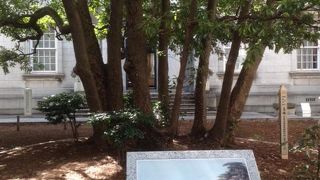 横浜の「記憶装置」として有機的に働きを担う資料館です。「たまくすの木」も一見の価値ありです。