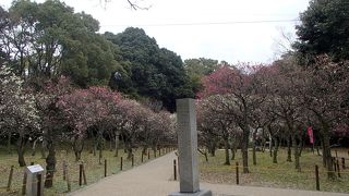 境内に梅林があります